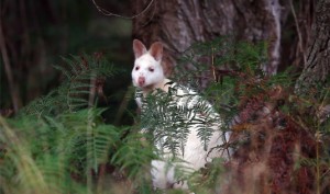 Bruny_Island_Tour_Desktop_535x316_5
